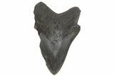 Bargain, Fossil Megalodon Tooth - South Carolina #214705-1